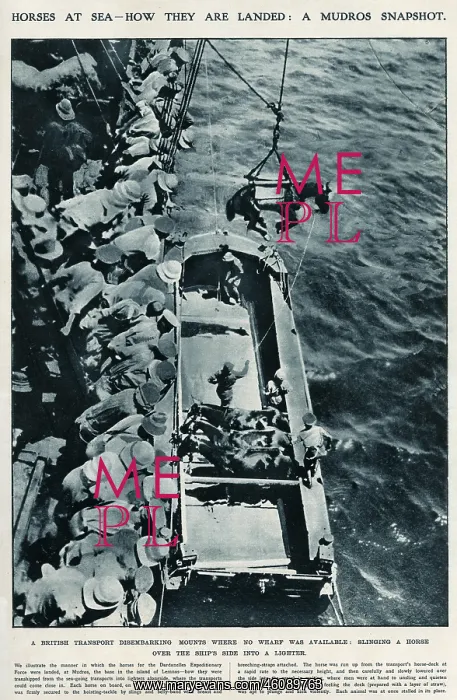 : Horses at sea, using slings WWI : Horses at sea, using slings WWI