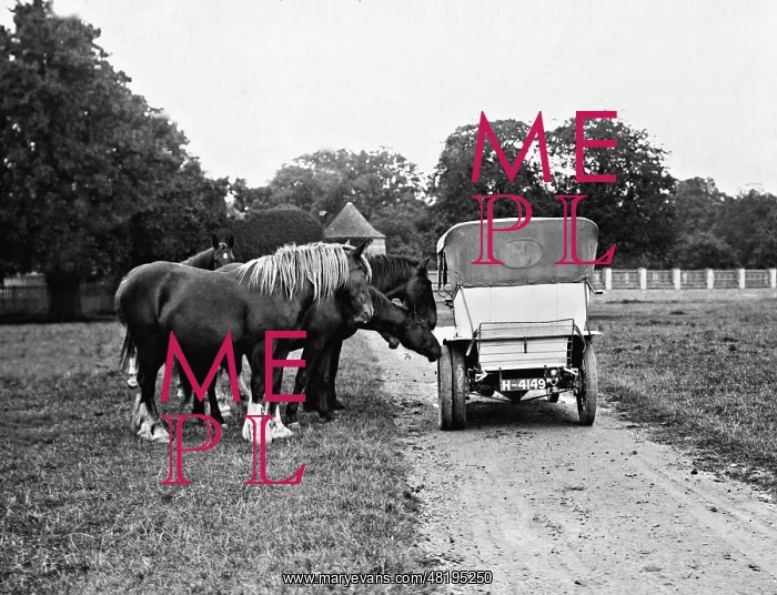 : Horses are sniffing at a car, 1910 : Horses are sniffing at a car, 1910