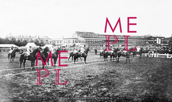 : Horses at starting line, Doncaster racecourse : Horses at starting line, Doncaster racecourse