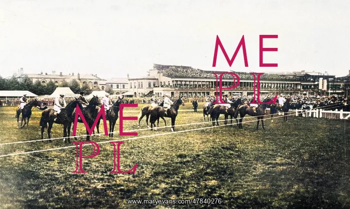 : Horses at starting line, Doncaster racecourse : Horses at starting line, Doncaster racecourse