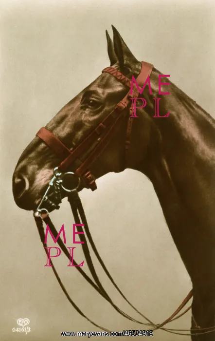 : Horse's Tack in close-up : Horse's Tack in close-up