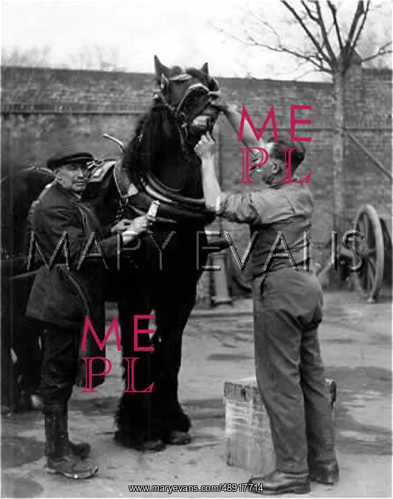  : HORSE'S TEETH CLEANED