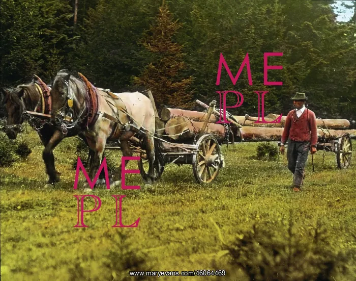 : Horses transporting timber : Horses transporting timber