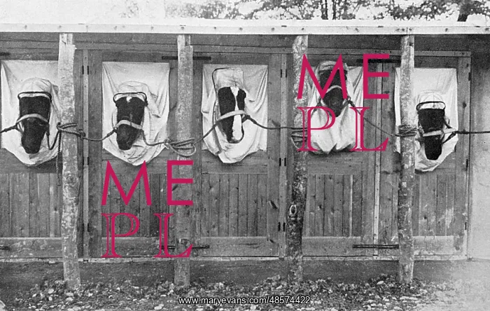 : Horses treated for mange, WW1 : Horses treated for mange, WW1