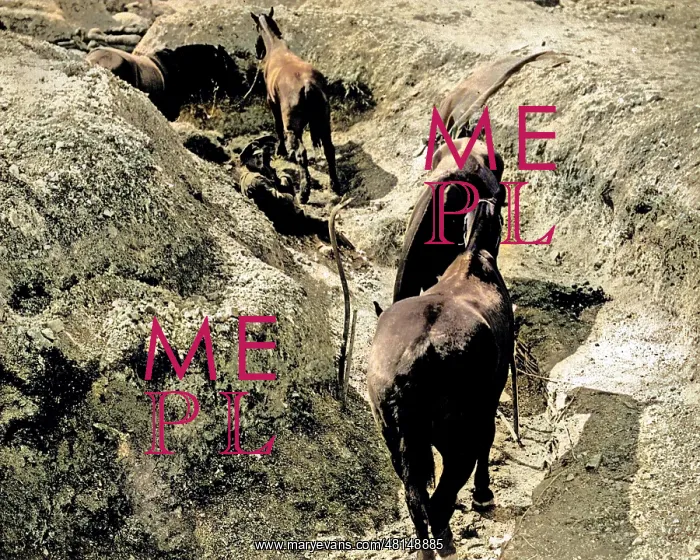 : Horses in a trench, Western Front, WW1 : Horses in a trench, Western Front, WW1