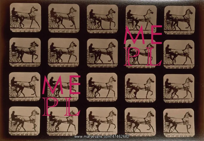 : Horses. Trotting : Horses. Trotting