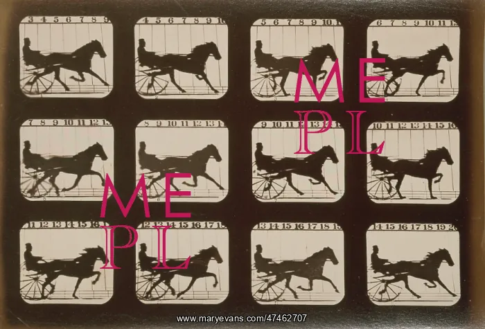 : Horses. Trotting : Horses. Trotting