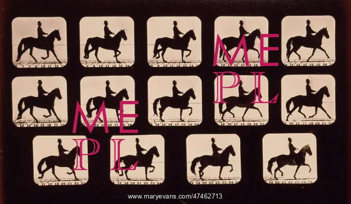 : Horses. Trotting : Horses. Trotting