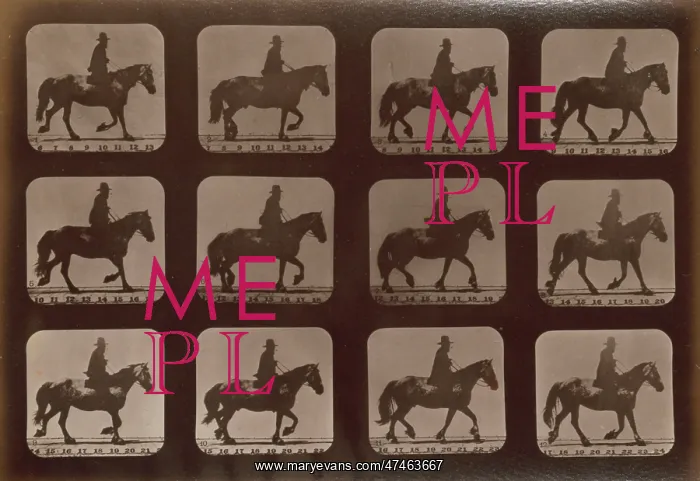 : Horses. Trotting : Horses. Trotting