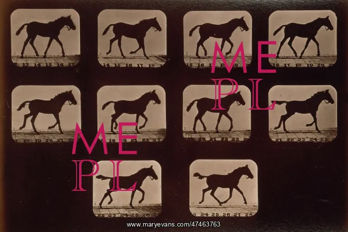 : Horses. Trotting : Horses. Trotting