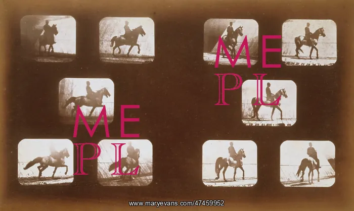 : Horses. Trotting - Horses. Walking : Horses. Trotting - Horses. Walking