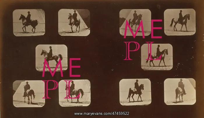 : Horses. Walking : Horses. Walking