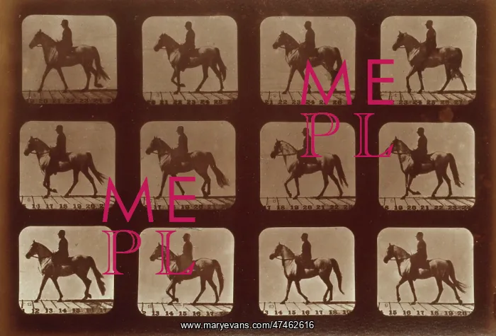 : Horses. Walking : Horses. Walking
