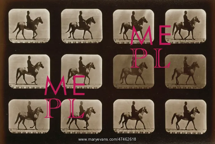 : Horses. Walking : Horses. Walking