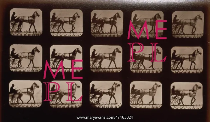 : Horses. Walking change to trotting : Horses. Walking change to trotting