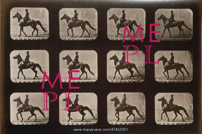 : Horses. Walking, change to trotting : Horses. Walking, change to trotting