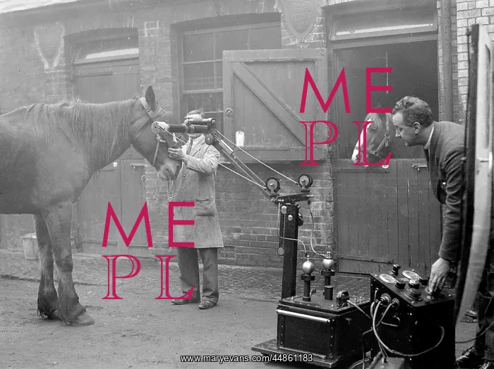 : HORSES BEING X-RAYED : HORSES BEING X-RAYED
