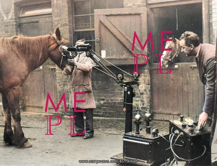 : HORSES BEING X-RAYED : HORSES BEING X-RAYED