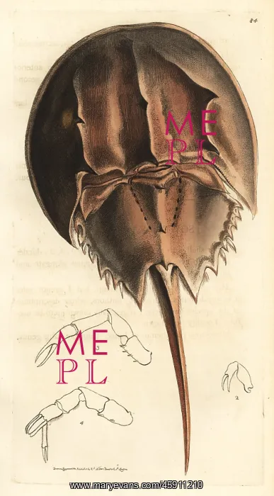 : Horseshoe crab, Limulus polyphemus : Horseshoe crab, Limulus polyphemus
