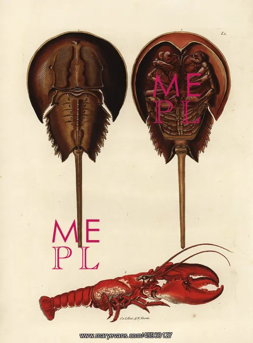 : Horseshoe crab, Limulus polyphemus, and lobster : Horseshoe crab, Limulus polyphemus, and lobster