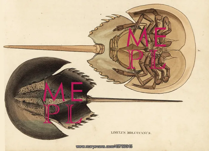 : Horseshoe crab, Tachypleus gigas : Horseshoe crab, Tachypleus gigas