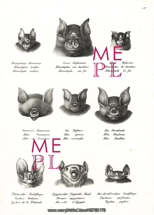 : Horseshoe and Egyptian bat heads : Horseshoe and Egyptian bat heads