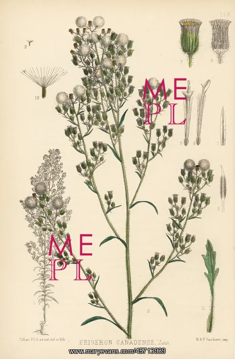 : Horseweed, Erigeron canadensis : Horseweed, Erigeron canadensis