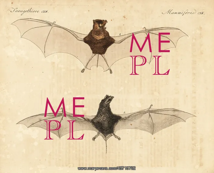 : Horsfield's leaf-nosed bat and wrinkle-lipped bat : Horsfield's leaf-nosed bat and wrinkle-lipped bat