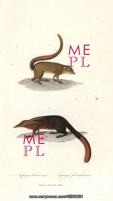 : Horsfield's treeshrew, Tupaia javanica, and : Horsfield's treeshrew, Tupaia javanica, and