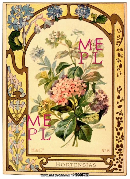 : Hortensias (Hydrangeas) with a decorative border