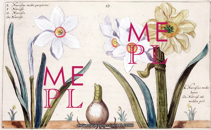  : Hortus Floridus - Narcissus