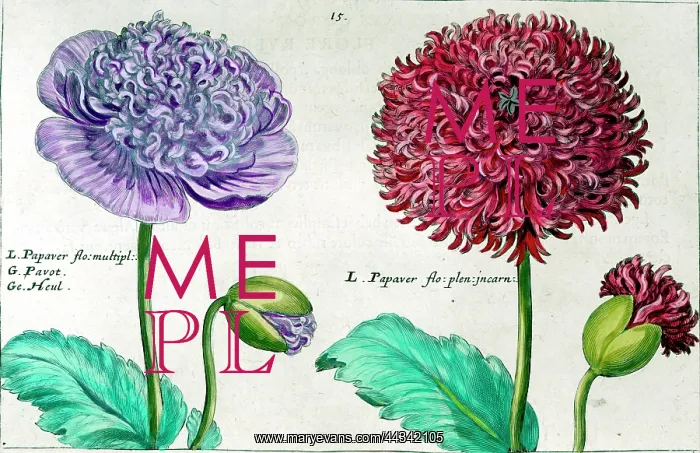  : Hortus Floridus - Papaver flower