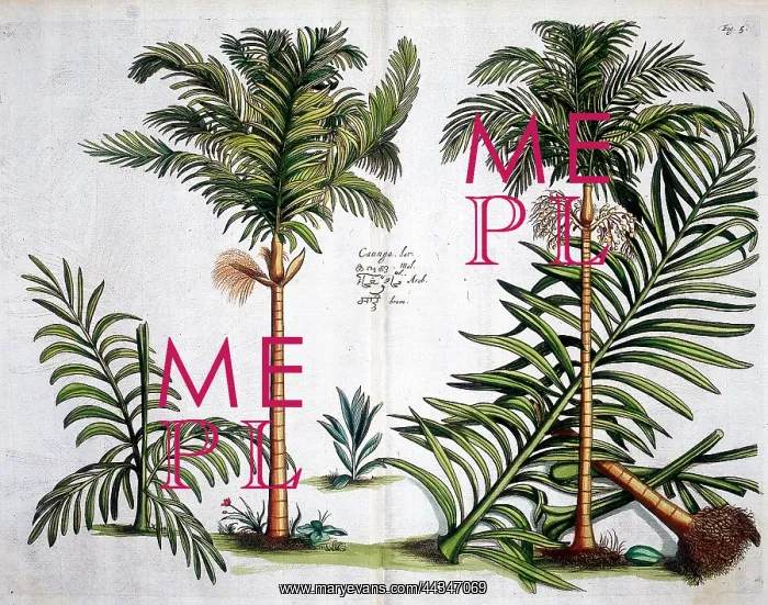 : Hortus Malabaricus (Tropical Plants) : Hortus Malabaricus (Tropical Plants)