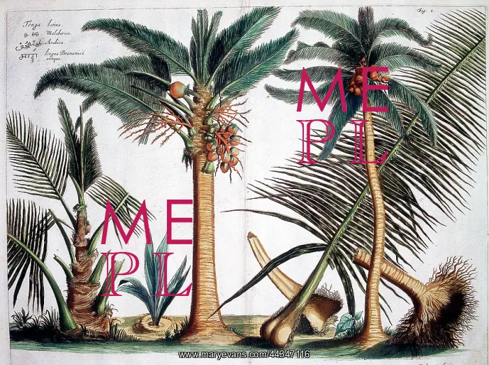  : Hortus Malabaricus (Tropical Plants)