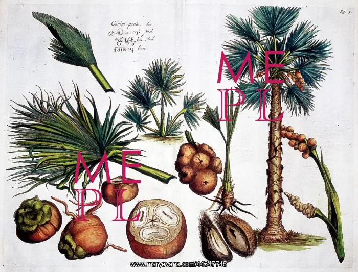 : Hortus Malabaricus (Tropical Plants) : Hortus Malabaricus (Tropical Plants)