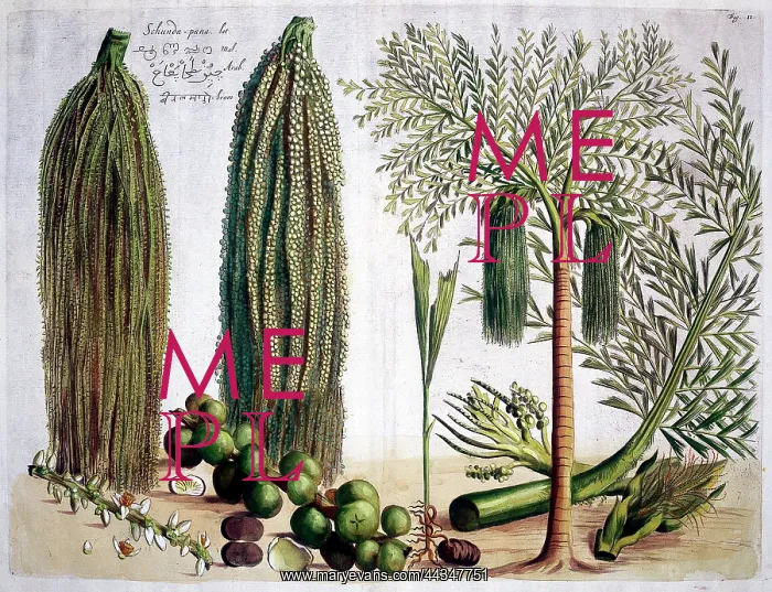 : Hortus Malabaricus (Tropical Plants) : Hortus Malabaricus (Tropical Plants)