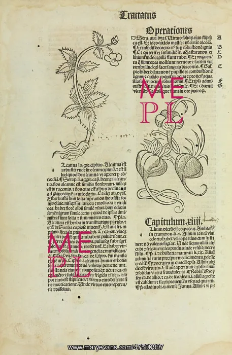 : Hortus Sanitatis, Jacob Meidenbach, 1497 edition : Hortus Sanitatis, Jacob Meidenbach, 1497 edition