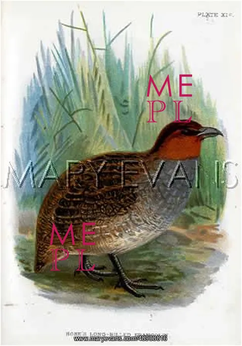 : HOSE'S FRANCOLIN : HOSE'S FRANCOLIN
