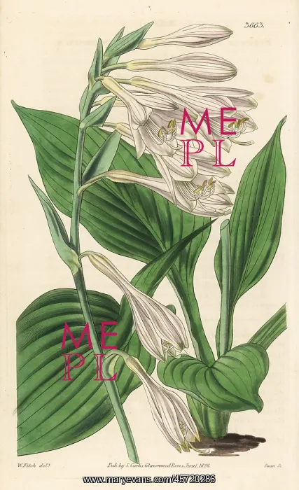 : Hosta sieboldii : Hosta sieboldii