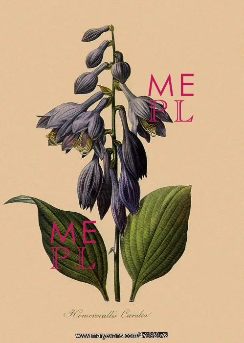  : Hosta ventricosa