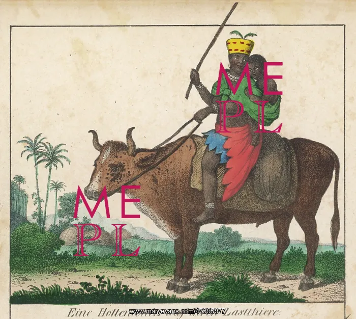  : Hottentot on Ox