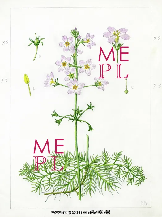 : Hottonia palustris - water violet : Hottonia palustris - water violet