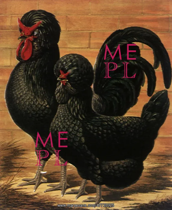 : Houdan Cock and Hen