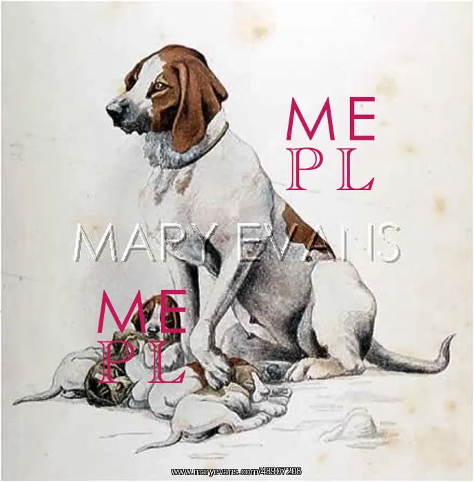 : HOUND BITCH AND PUPS : HOUND BITCH AND PUPS
