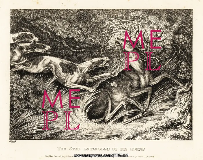 : Three hounds attack a stag caught by its antlers : Three hounds attack a stag caught by its antlers
