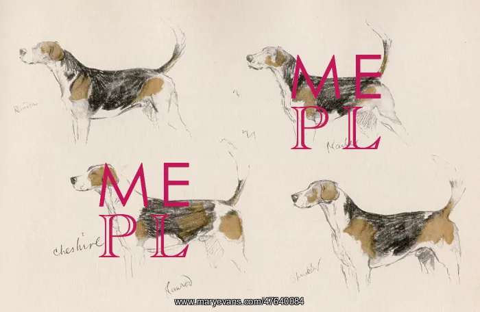  : Four hounds of the Cheshire Hunt