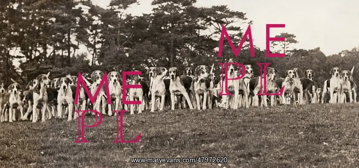  : Hounds of the Cheshire Hunt
