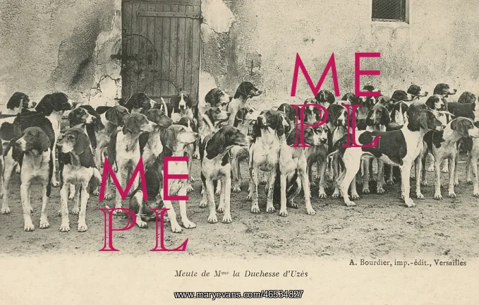: The Hounds of the Duchess of Uzes : The Hounds of the Duchess of Uzes