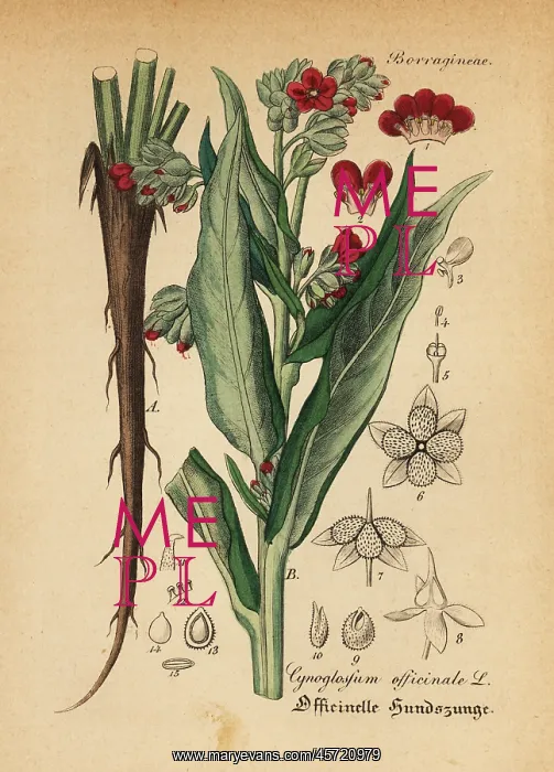 : Houndstooth, Cynoglossum officinale : Houndstooth, Cynoglossum officinale
