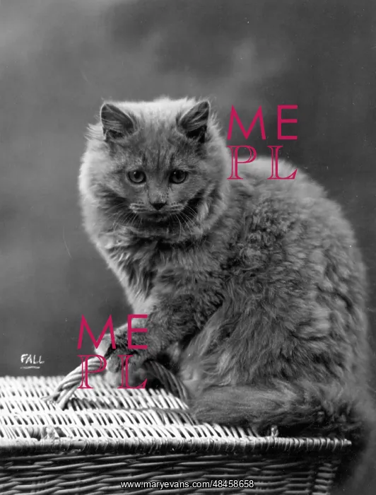 : HOUSE CAT ON BASKET : HOUSE CAT ON BASKET
